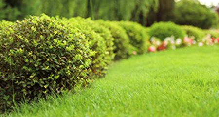 雑草がどんどん減少　イメージ